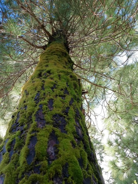 Scenic Route: Altos De Masca - Things To Know