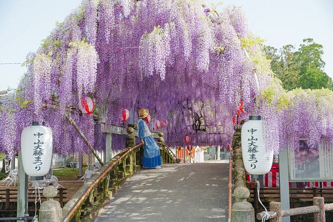 Scenic Tour of Kuroki and Nakayama Wisteria in Fukuoka YokaBus - Key Points