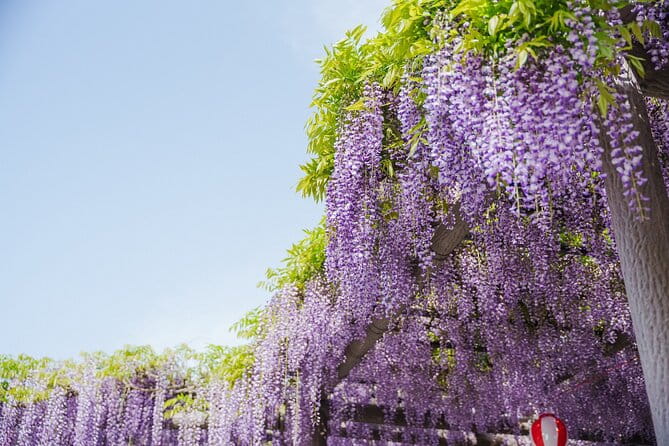 Scenic Tour of Kuroki and Nakayama Wisteria in Fukuoka YokaBus - Transportation Details