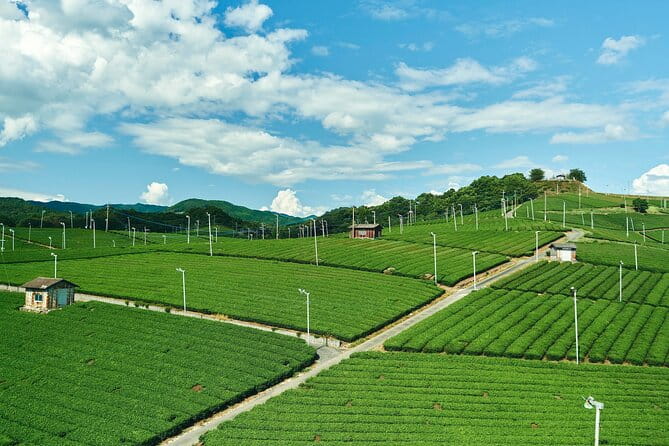 Scenic Tour of Kuroki and Nakayama Wisteria in Fukuoka YokaBus - Meeting and Pickup Information