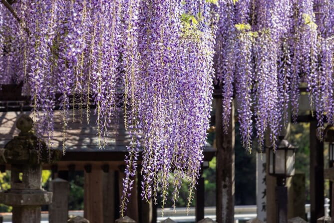 Scenic Tour of Kuroki and Nakayama Wisteria in Fukuoka YokaBus - Booking and Cancellation Policy