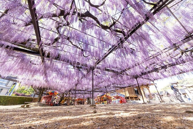 Scenic Tour of Kuroki and Nakayama Wisteria in Fukuoka YokaBus - Tips for Participants