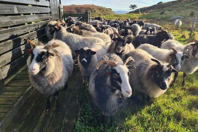 Scenic Tour to Steinsfjellet, Locals at Kringsjå & Rising Tide - Customer Reviews