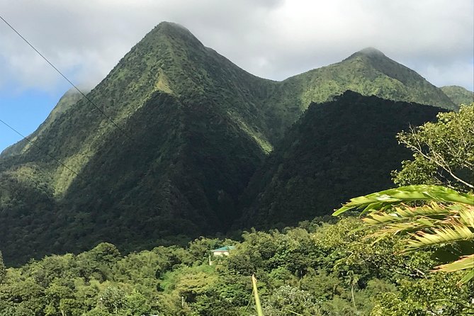 Scenic Tropical Rainforest & Island Tour - Exploring the Tropical Rainforest