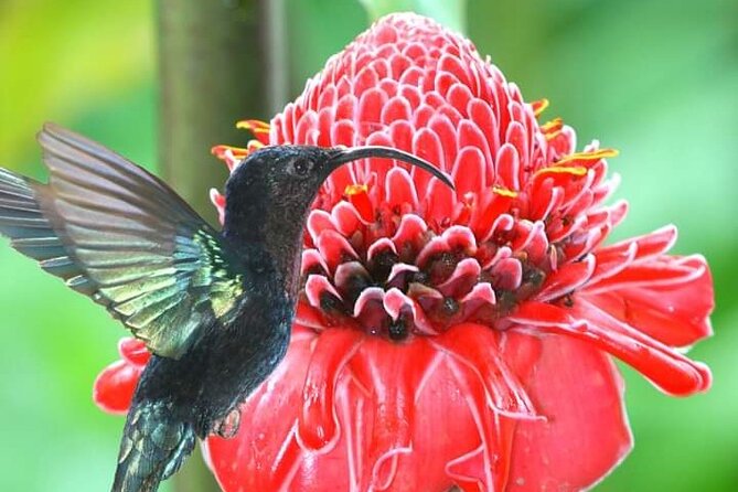 Scenic Tropical Rainforest & Island Tour - Discovering the Island Sights