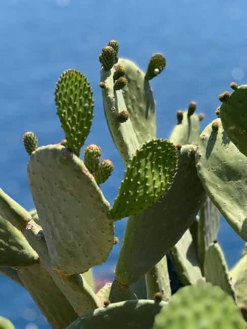 Scopello & Zingaro Secret Coves Tour  Traveler Favorite - Exploring Sicily’s Hidden Gems: A Closer Look