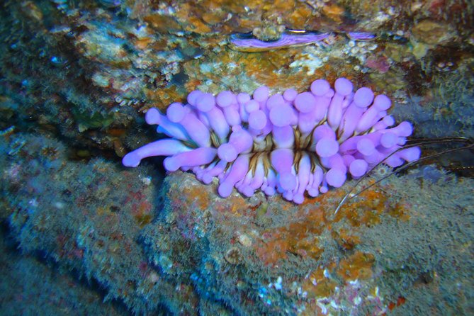 Scuba Dive for Beginners in a Turtle Area in Costa Adeje - Diving and Snorkeling Activities