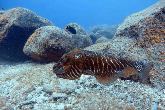 Scuba Dive for Beginners in a Turtle Area in Costa Adeje - Logistical Details