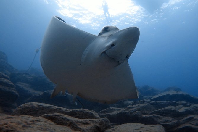 Scuba Dive for Beginners in a Turtle Area in Costa Adeje - Highlights of the Destination