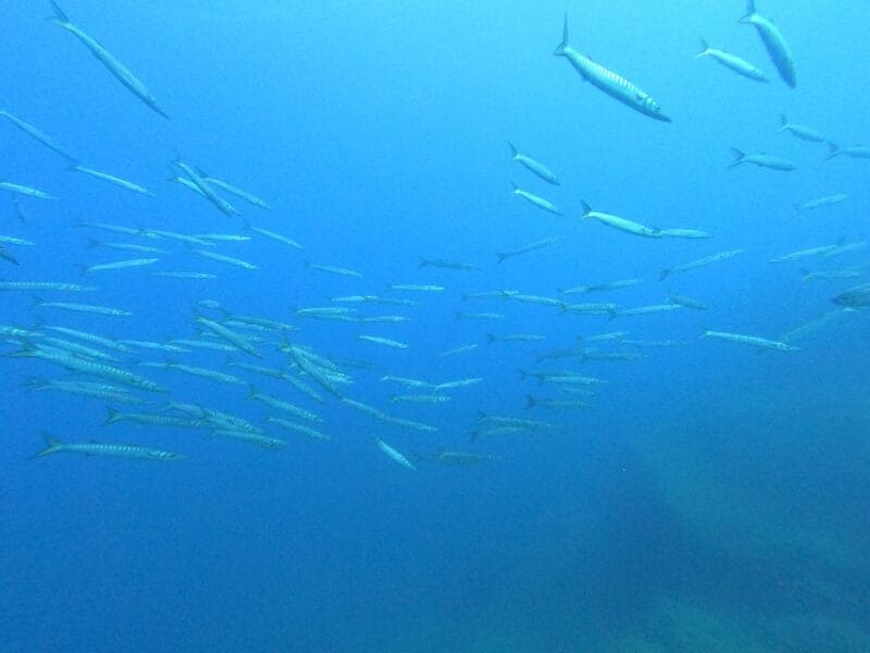 Scuba Diving 1 day course in Villasimius - Key points / Takeaways