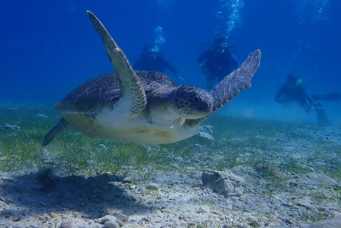 Scuba Diving Activity in Pernera - Pricing and Booking