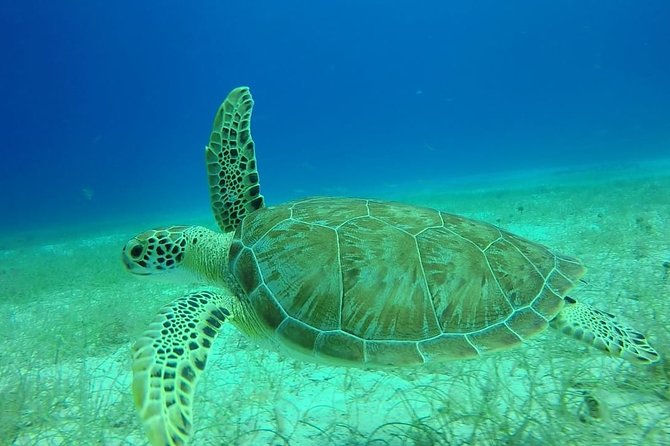 Scuba Diving at Catalina Island - 2 Tank - for Certified Divers - Preparing for the Scuba Diving Adventure
