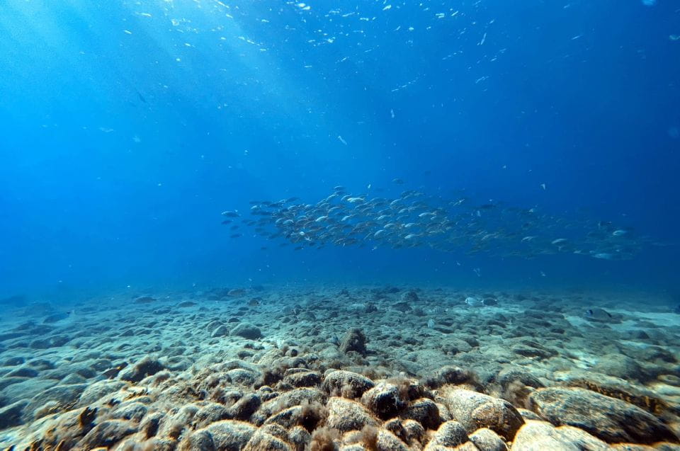 Scuba Diving Baptism in Caleta De Fuste - Customer Feedback