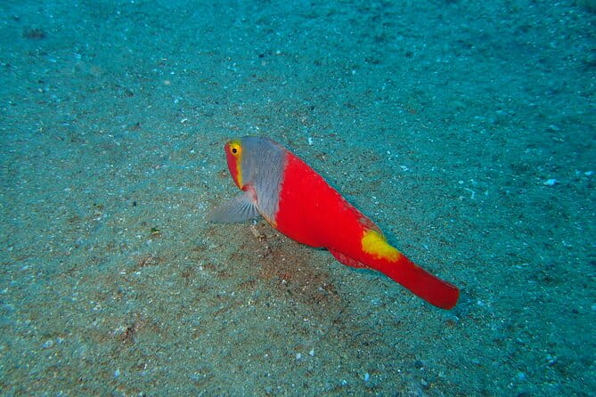 Scuba Diving Experience at Arguineguin and Puerto Rico - Key points / Takeaways