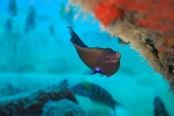 Scuba Diving Experience at Arguineguin and Puerto Rico - The Sum Up