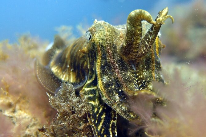 Scuba Diving Experience for Beginners in Gran Canaria - Accommodation and Locations