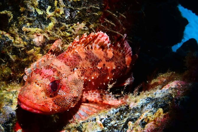 Scuba Diving Experience for Beginners in Ponta de São Lourenço - Key Points / Takeaways