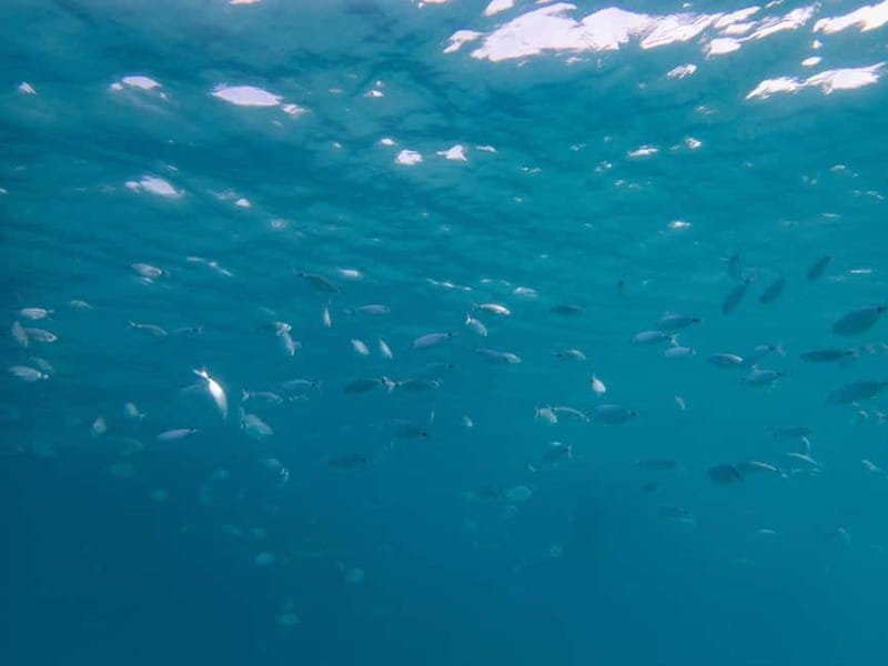 Scuba diving experience in La Maddalena : Baptism of the sea - Introduction: A Gentle Welcome to the Underwater World of La Maddalena