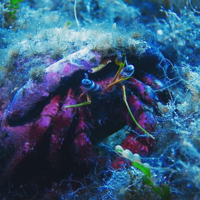 Scuba diving experience in La Maddalena : Baptism of the sea - Deep Dive into the Experience: What Makes It Special