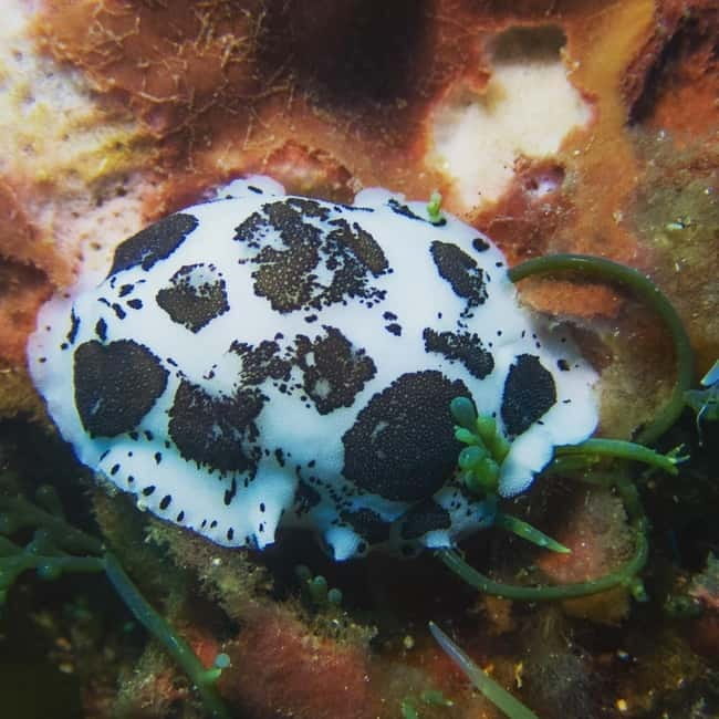 Scuba diving experience in La Maddalena : Baptism of the sea - The Sum Up: Is This the Right Introduction to Scuba for You?