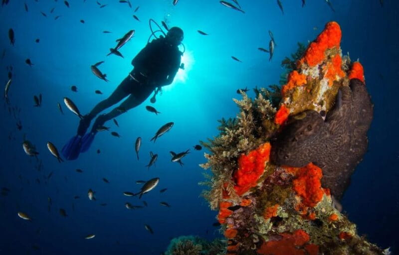 Scuba diving for beginners in crystal clear sea of Halkidiki - Key Points / Takeaways