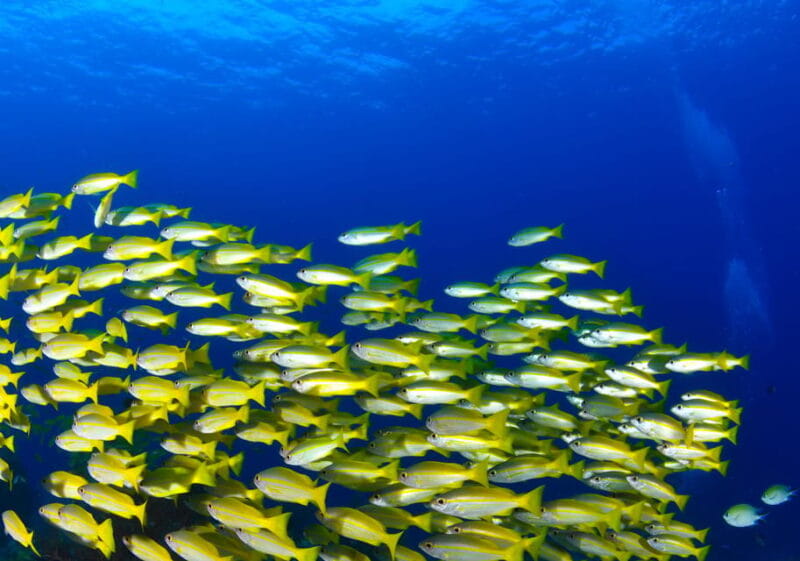 Scuba diving for beginners in crystal clear sea of Halkidiki - Setting Off from Triton Scuba Diving Center: Starting Your Underwater Journey