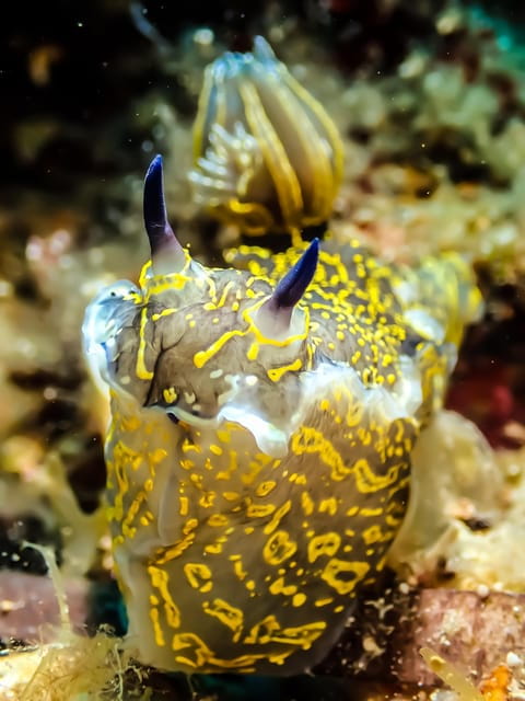 Scuba diving for beginners in crystal clear sea of Halkidiki - Who Will Love This Experience?