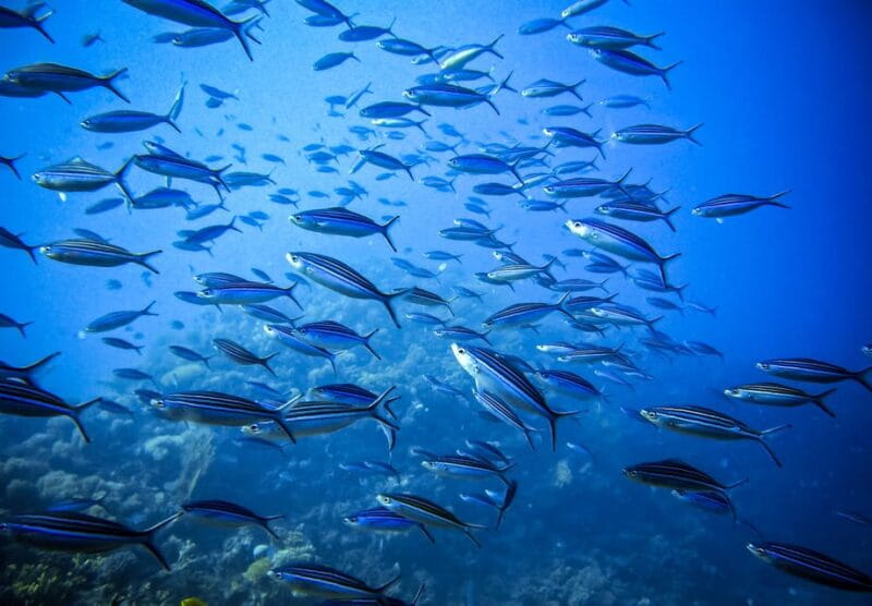 Scuba diving for beginners in crystal clear sea of Halkidiki - Why This Tour Offers Real Value in Halkidiki