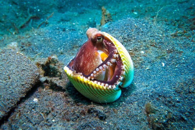 Scuba diving for beginners in crystal clear sea of Halkidiki - FAQ