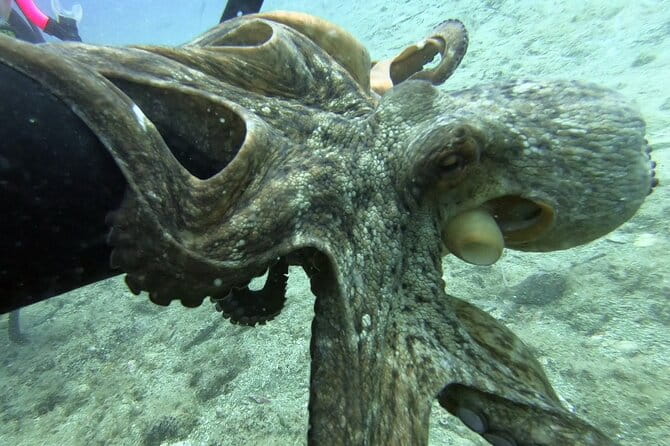 Scuba Diving for Beginners with a PADI Instructor near Heraklion - Transportation, Location, and Convenience