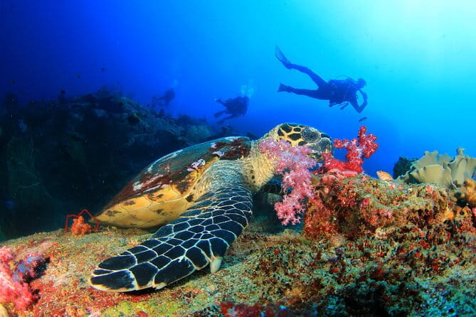 Scuba Diving Tour in Antalya with Lunch and Transfer - Price and Logistics: Is It Worth It?