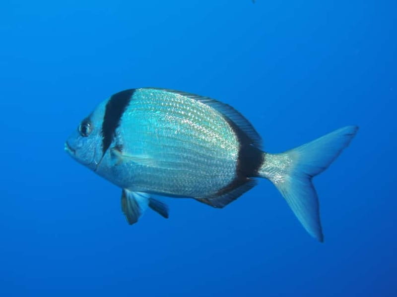 Scuba Diving - Tunnels & Caves - Cape Greco - private guided - Who Will Love This Experience?