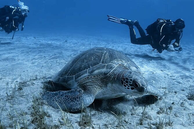 Scuba Experience in Tenerife with Guide - To sum it up