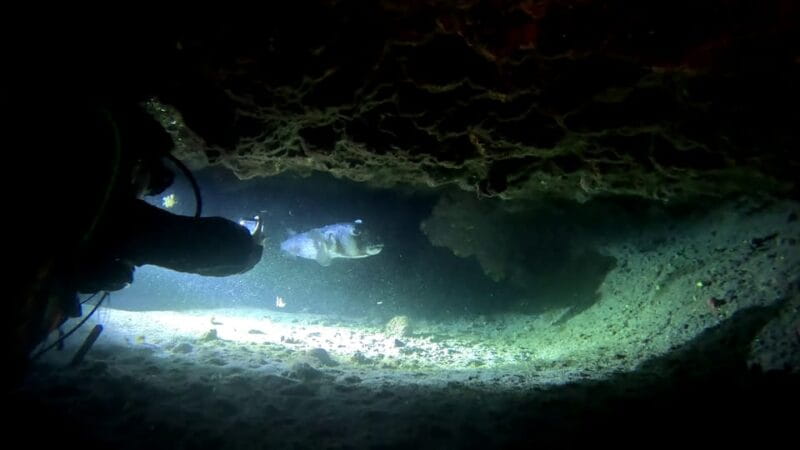 Scuba Night Dive for certified divers in Tenerife - What Makes This Night Dive Special?