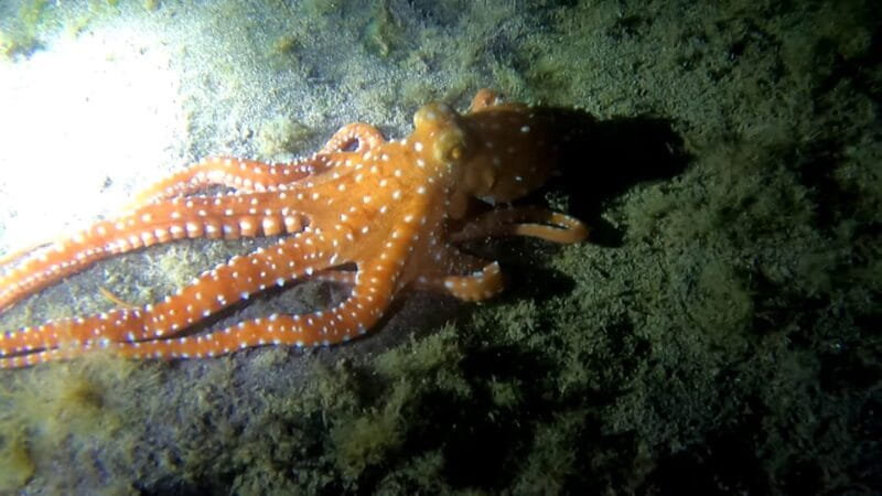 Scuba Night Dive for certified divers in Tenerife - Who Is This Tour Best For?