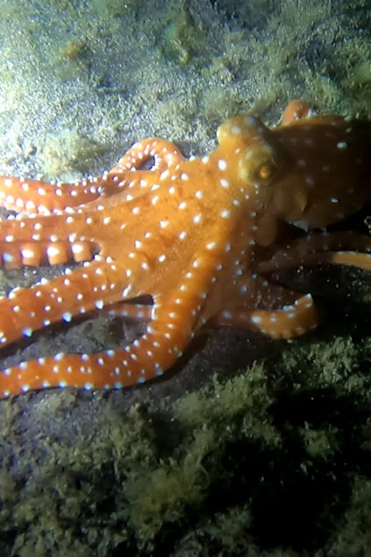 Scuba Night Dive for certified divers in Tenerife - Logistics and Practical Tips