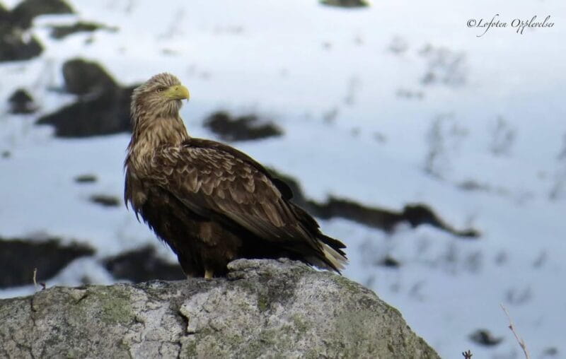 Sea Eagle/Nature Safari - Key points / Takeaways