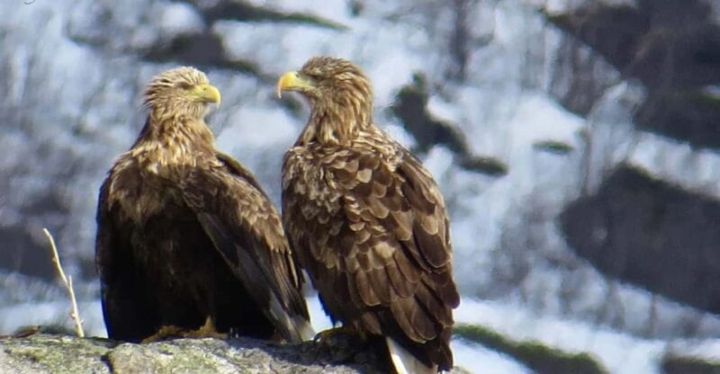 Sea Eagle/Nature Safari - Navigating the Wild Waters of Henningsvær