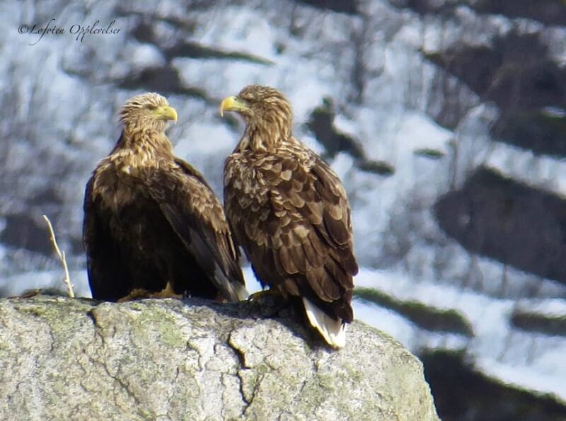Sea Eagle/Nature Safari - Practical Details and What to Expect