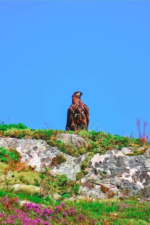 Sea Eagle Sunset Cruise - Key points / Takeaways