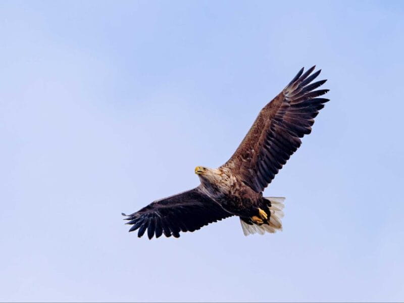 Sea Eagle Sunset Cruise - Entering the World of Norway’s Coastal Wildlife