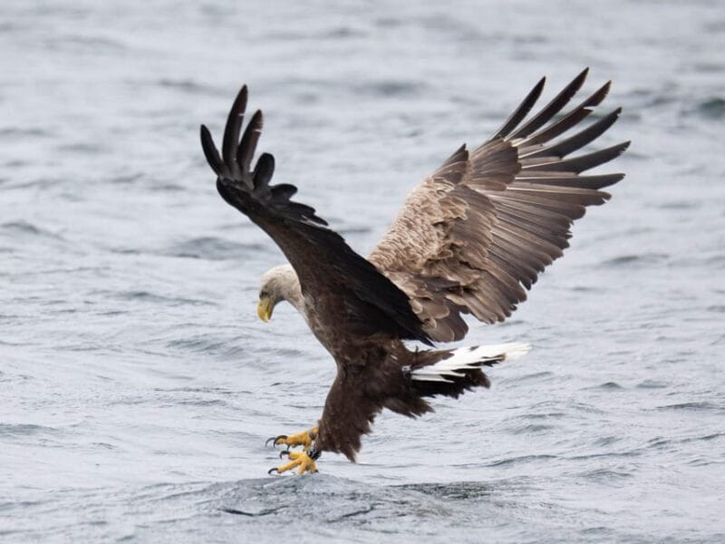 Sea Eagle Sunset Cruise - The Value of the Experience: Price and Overall Worth