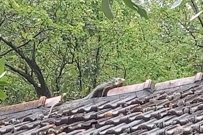 Sea Excursion in the Bays of Robert and Francois. - Booking and Confirmation