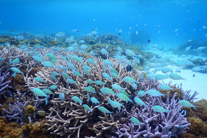 Sea Turtle Snorkel at Kerama Islands and Zamami Island - Key Points