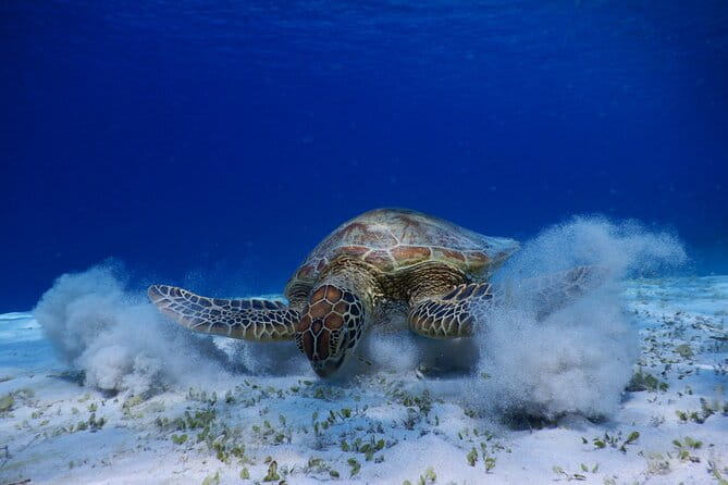 Sea Turtle Snorkel at Kerama Islands and Zamami Island - Equipment and Services Included