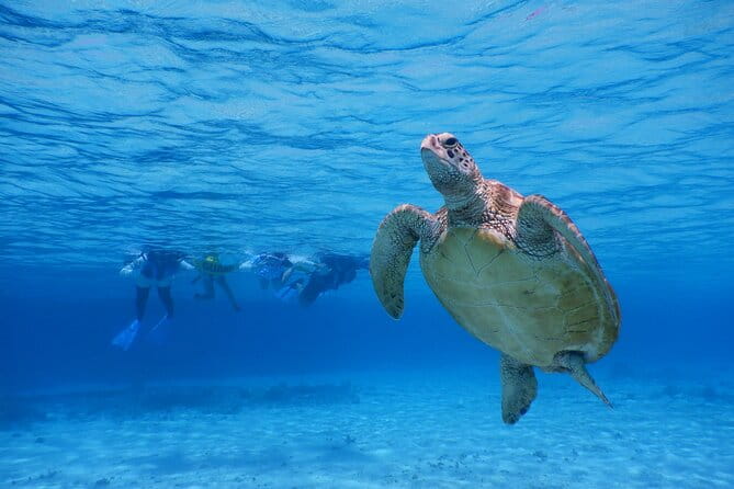 Sea Turtle Snorkel at Kerama Islands and Zamami Island - What to Expect During the Tour