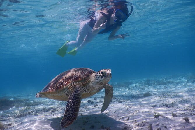 Sea Turtle Snorkel at Kerama Islands and Zamami Island - Guest Reviews and Feedback