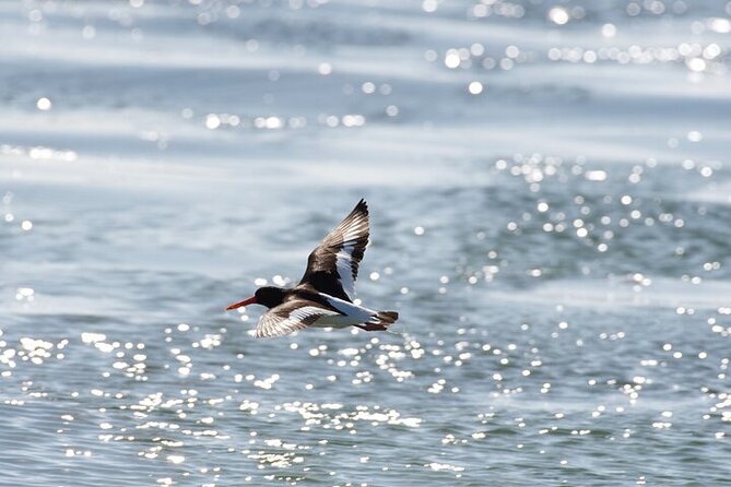 Seal Island Cruise Tour - Customer Reviews