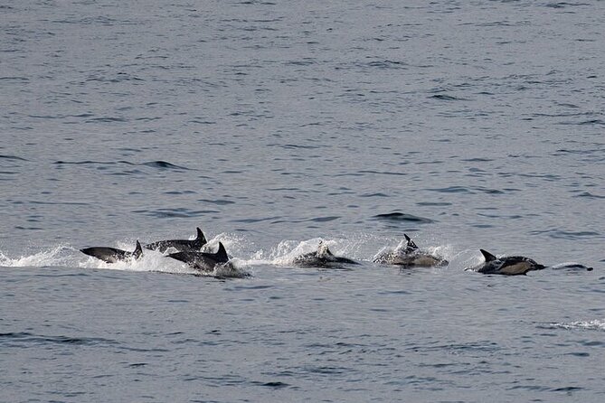 Seal Island Cruise Tour - Unparalleled Seal Viewing
