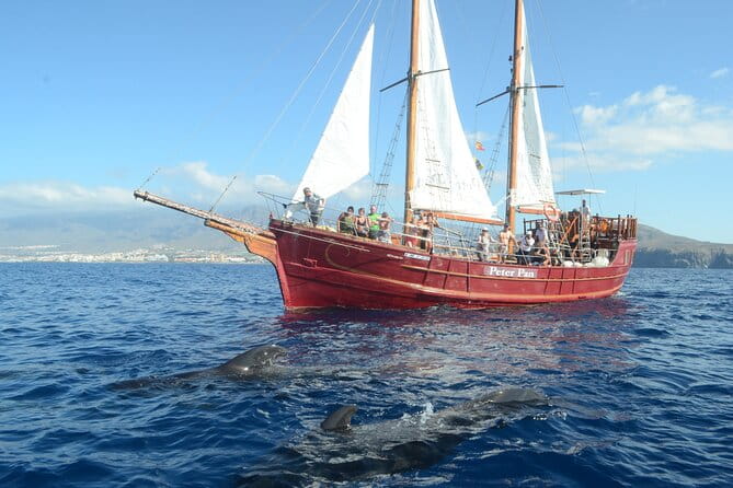Sealife Dolphin & Whale Watching aboard Portuguese schooner - Key points/Takeaways